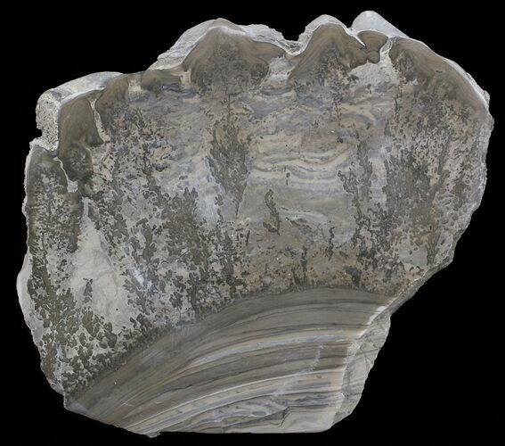 Triassic Aged Stromatolite Fossil - England #67423